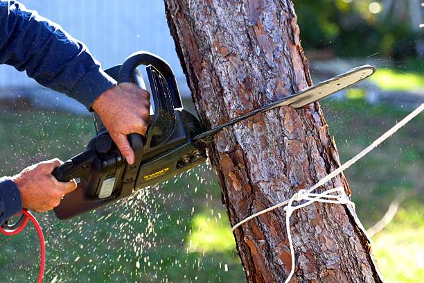 Trusted Montrose, MN Tree Services Experts