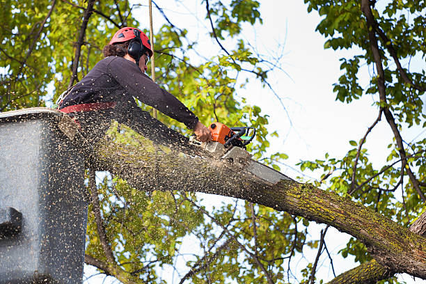 Tree and Shrub Care in Montrose, MN